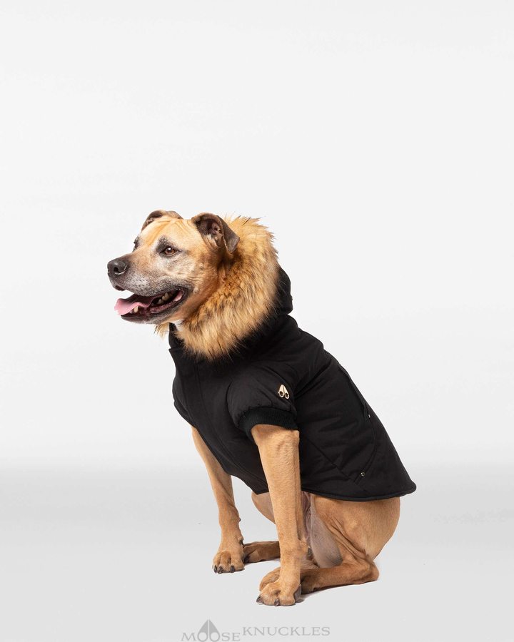 Moose Knuckles Pooch Parka Miesten Pet Mustat Kultaiset | 69XTRNFBK