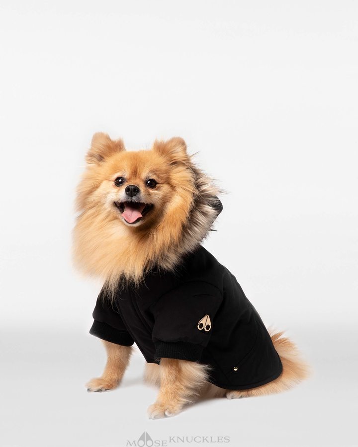 Moose Knuckles Pooch Parka Naisten Pet Mustat Kultaiset | 50RUCAGEZ